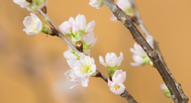 Anh Đào Sakura nhập khẩu Nhật  – thú chơi Hoa Tết xa xỉ hút khách