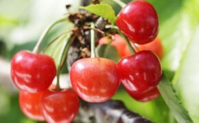 Lý do thực sự khiến trái cây Nhật Bản có giá “trên trời”