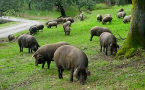 Thịt lợn đắt nhất Việt Nam gần 1 triệu đồng/ kg vẫn “hút” khách