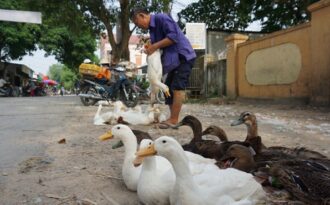 Tết Đoan Ngọ, mua vịt đi lễ nhà ngoại