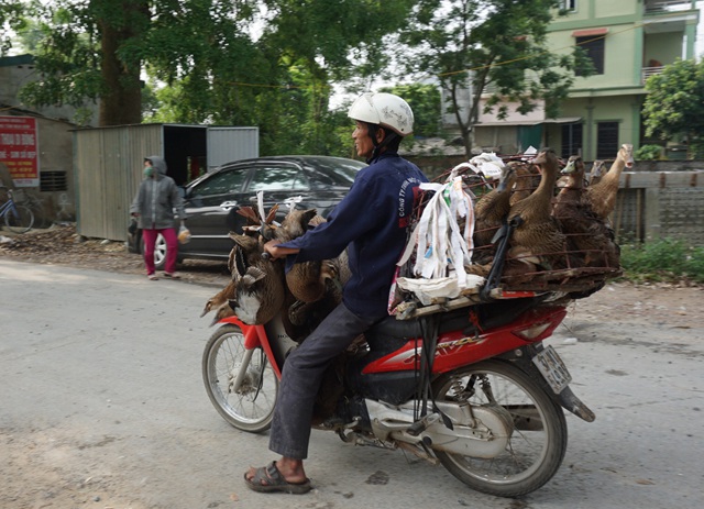 Vịt bầu nếu chở vào thành phố Vinh để bán có thể được giá hơn, từ 90-100 nghìn đồng/con