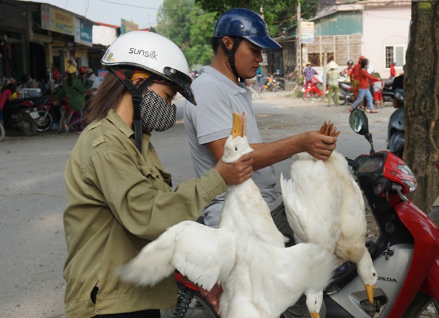 Người dân chọn những con vịt chắc thịt, nặng cân để đi Tết nhà ông bà ngoại