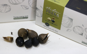 Tỏi đen Prana: Khai thác nguồn nguyên liệu quý bằng công nghệ Nhật Bản