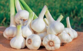 Trẻ nhỏ dùng tỏi có tốt không?