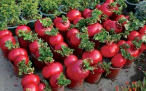 Trồng rau củ quả chơi Tết, dễ… mất tiền oan