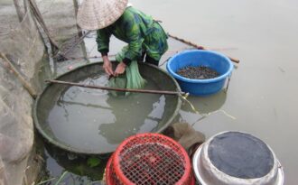 Vất vả dầm mình trong nước để làm ra mắm tép tiến vua nổi tiếng