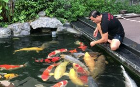 Tận mắt đàn cá Koi bạc tỷ “độc” nhất Việt Nam của đại gia Sài Gòn