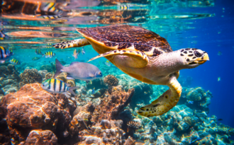 Hảo Hảo bật mí bí quyết để bạn và người thương vi vu Maldives thuận lợi
