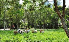 Thác Dambri giữa biếc xanh Bảo Lộc