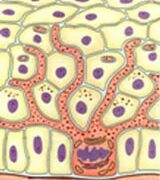 Chữa Nám mùa hè