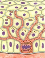 Chữa Nám mùa hè