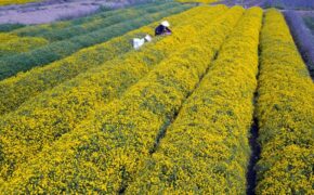 Ngắm vườn cúc chi vàng ngút tầm mắt ở Hưng Yên