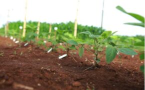 Những gì của đất rồi lại trở về với đất