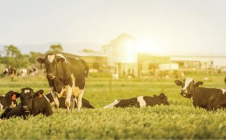 Thanh khiết – hương vị mấy ai được nếm thử?