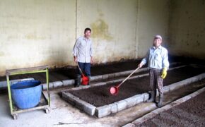 Rộ trào lưu trồng rau ban công với phân trùn quế