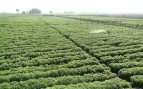 Đa dạng sản phẩm từ cây hoàn ngọc