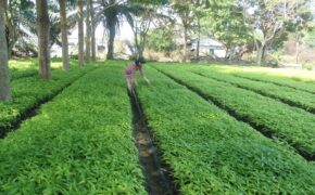 Hoàn ngọc kết hợp yến sào: Sức khỏe, tuổi thọ và sắc đẹp