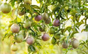 Lựa chọn đồ uống thông minh cho gia đình