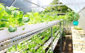 “Sống xanh phải đến từ những hành động nhỏ nhất”