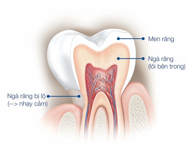 Mặt cắt dọc của một chiếc răng