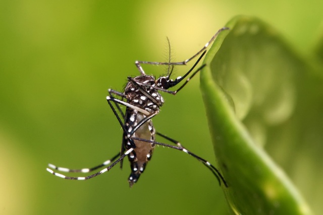 Muỗi là nguyên nhân chính gây ra các bệnh sốt xuất huyết, sốt rét, Zika…