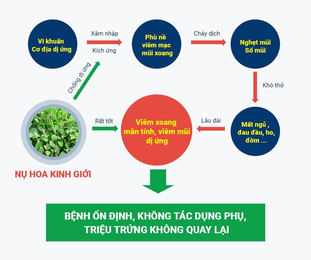 Nụ hoa kinh giới – rất tốt cho bệnh viêm mũi, viêm xoang dị ứng