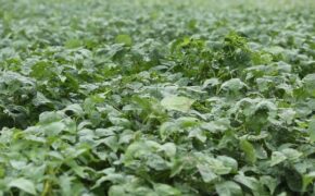 Việt Nam lần đầu tiên có vùng trồng đậu nành theo tiêu chuẩn quốc tế GACP-WHO