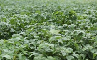 Việt Nam lần đầu tiên có vùng trồng đậu nành theo tiêu chuẩn quốc tế GACP-WHO