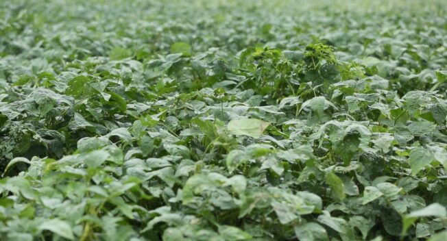 Việt Nam lần đầu tiên có vùng trồng đậu nành theo tiêu chuẩn quốc tế GACP-WHO