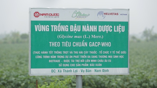 Vùng đậu nành theo tiêu chuẩn dược liệu GACP-WHO đầu tiên tại Việt Nam