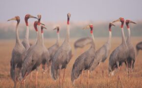 11 con sếu đầu đỏ về Vườn Quốc gia Tràm Chim