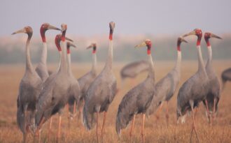 11 con sếu đầu đỏ về Vườn Quốc gia Tràm Chim