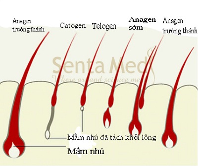 Ra mắt Siêu triệt lông Deplitation S5 - 1